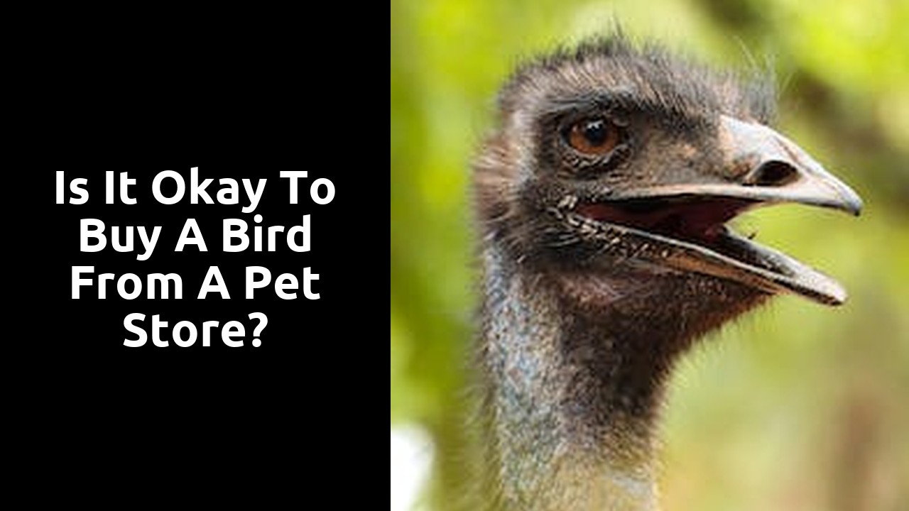 Is it okay to buy a bird from a pet store?