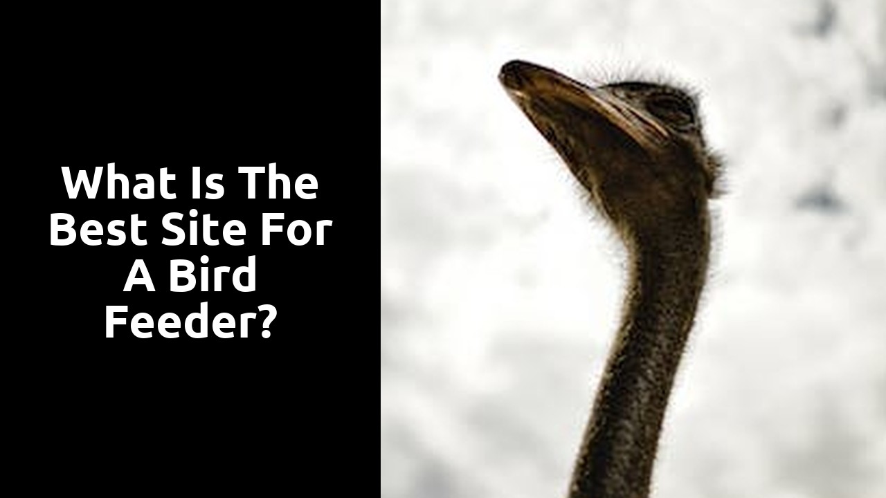 What is the best site for a bird feeder?